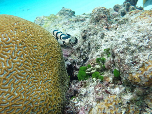 Dwarf Sea Krait