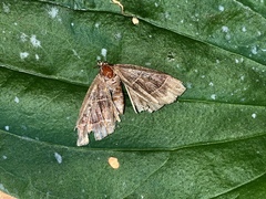 Parallelia bistriaris