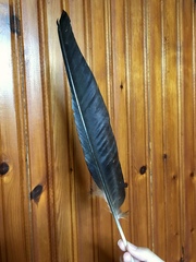 Corvus corax laurencei