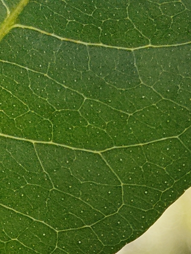Image of Flindersia australis by (c) Tony van Kampen, some rights reserved (CC BY)