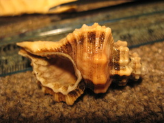 Monoplex exaratus