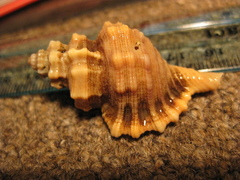 Monoplex exaratus