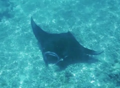 Mobula alfredi
