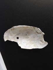 Uniomerus tetralasmus