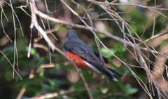 Trogon curucui