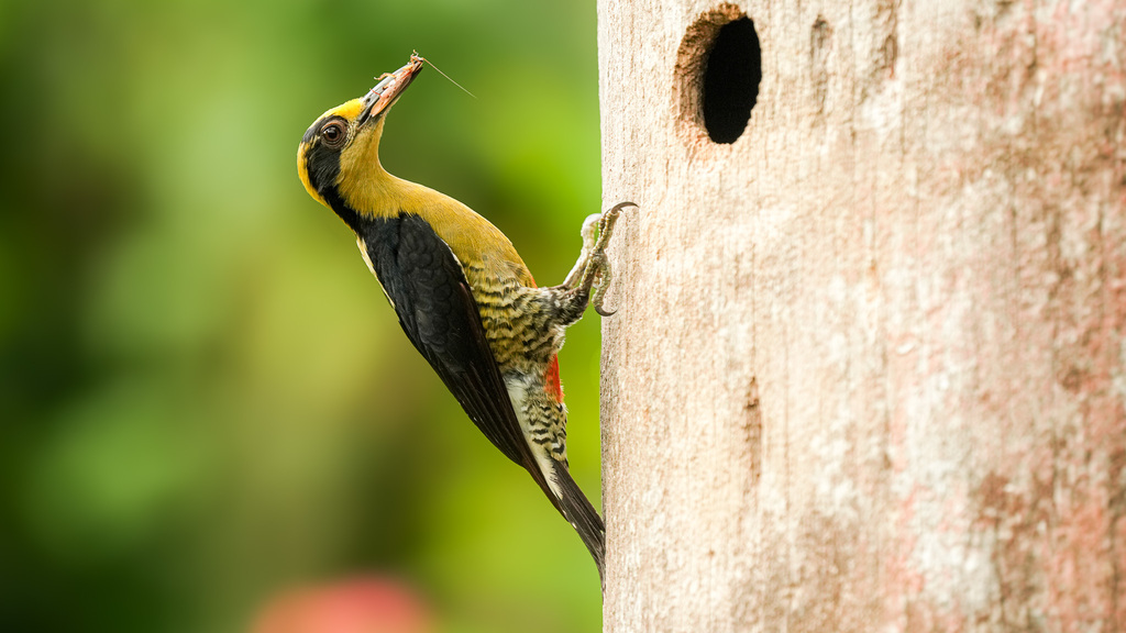 Golden-Naped Woodpecker
