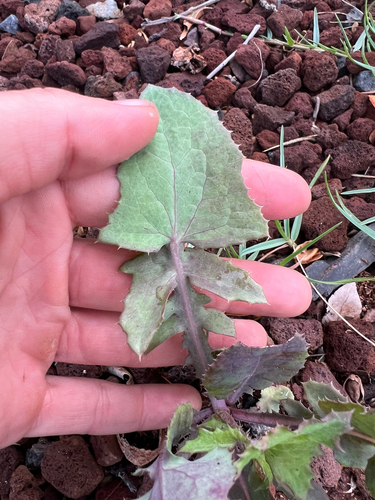 Sonchus oleraceus observed 2025-04-18