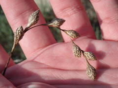 Carex silicea