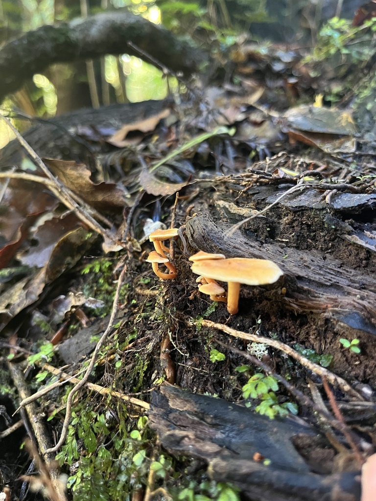 Hypholoma acutum · April 2025 · photo: © daynawilliams (iNaturalist, cc-by)