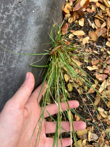 Sporobolus elongatus, 2025-04-18