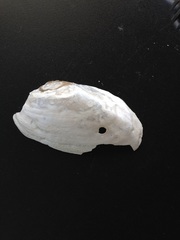 Uniomerus tetralasmus