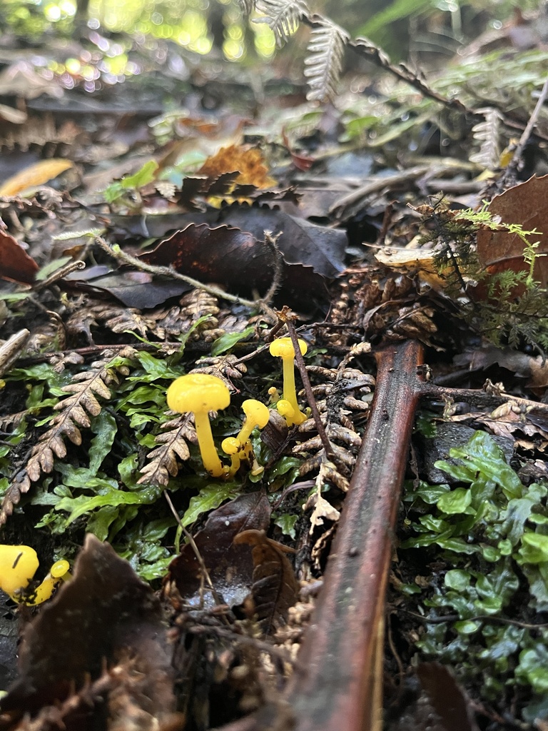 Gloioxanthomyces chromolimoneus · April 2025 · photo: © daynawilliams (iNaturalist, cc-by)