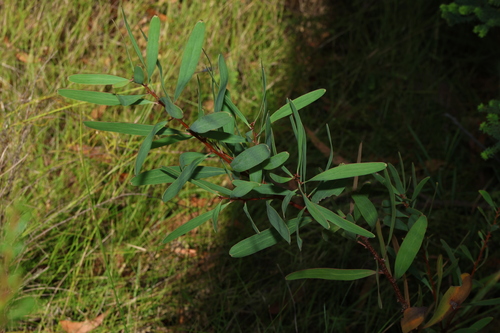 Image of Hakea florulenta by (c) Greg Tasney, some rights reserved (CC BY-SA)