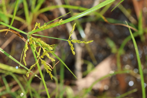 Image of Rice Flat-Sedge (Cyperus iria) by (c) Greg Tasney, some rights reserved (CC BY-SA)