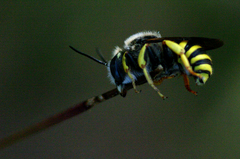 Paraanthidium