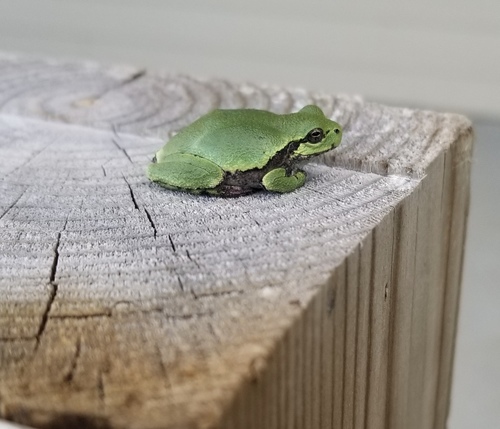 Cope's Gray Tree Frog photographed in North Dakota