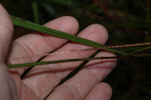 Image of Ischaemum australe by (c) Greg Tasney, some rights reserved (CC BY-SA)