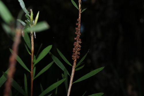 Image of Melaleuca pachyphylla by (c) Greg Tasney, some rights reserved (CC BY-SA)
