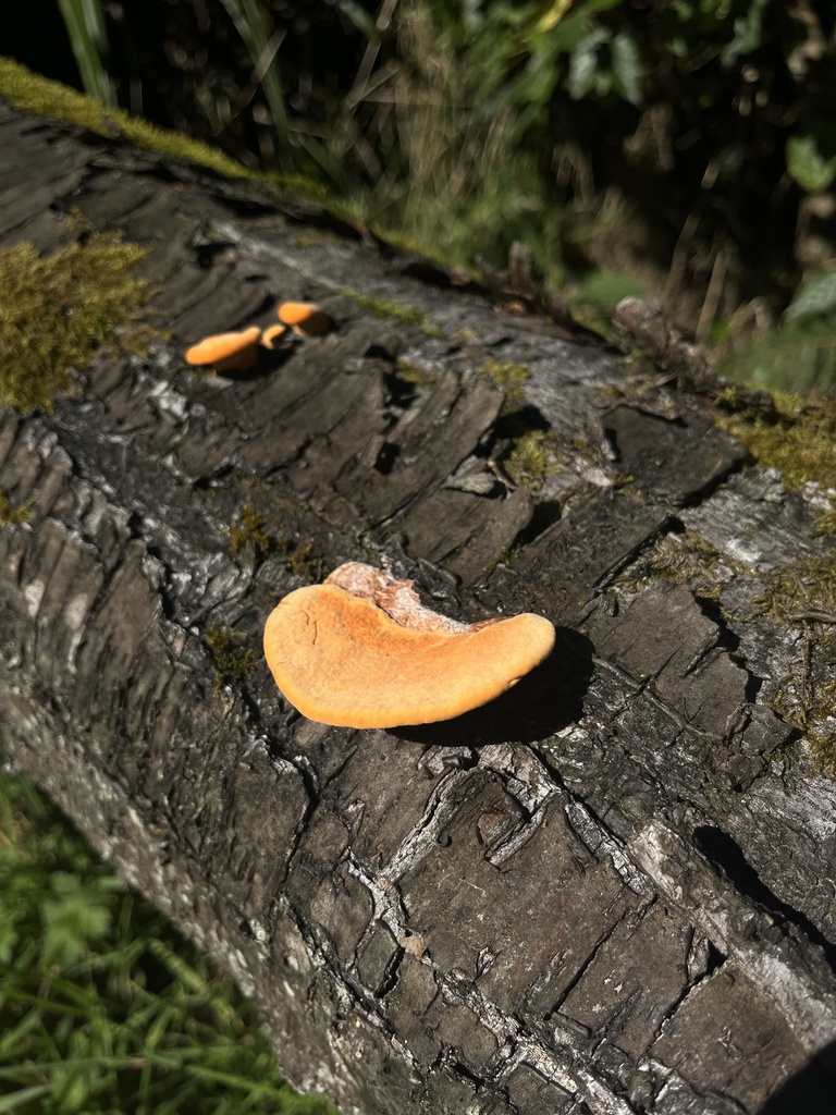 Trametes coccinea · April 2025 · photo: © daynawilliams (iNaturalist, cc-by)