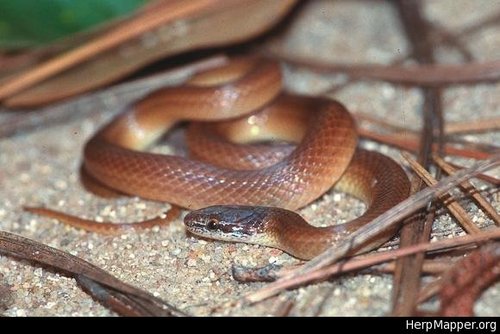 Pine Woods Littersnake