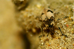 Bothynoderes affinis