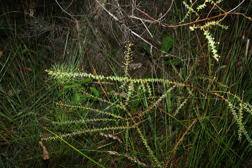 Image of Acacia hubbardiana by (c) Greg Tasney, some rights reserved (CC BY-SA)