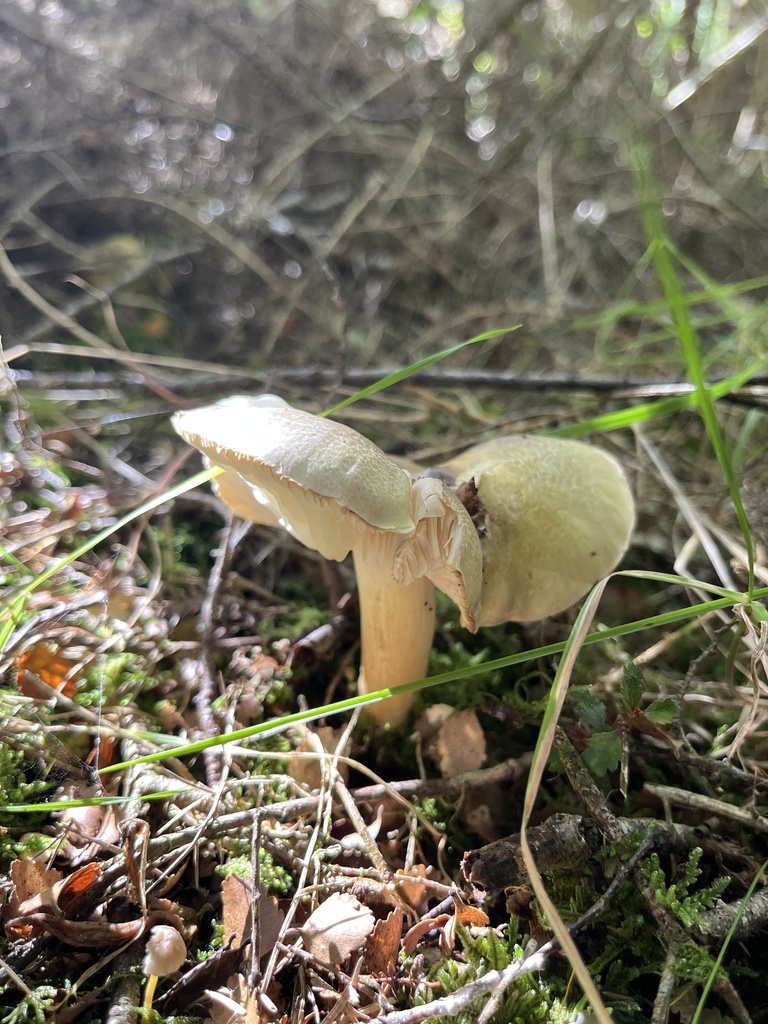 Tricholoma viridiolivaceum · April 2025 · photo: © daynawilliams (iNaturalist, cc-by)