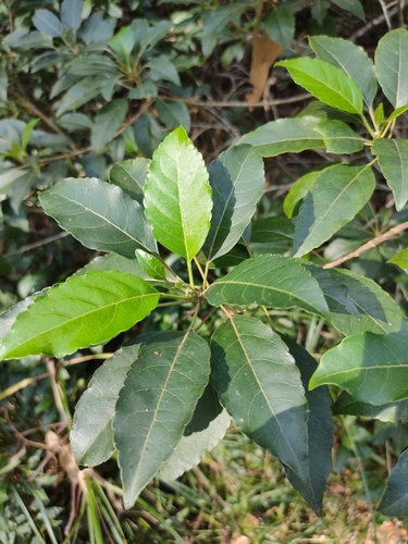 Queensland brittlewood (Claoxylon tenerifolium)