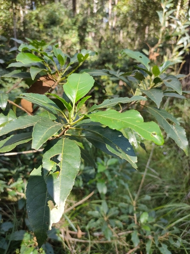 Image of Claoxylon tenerifolium by (c) Tony van Kampen, some rights reserved (CC BY)