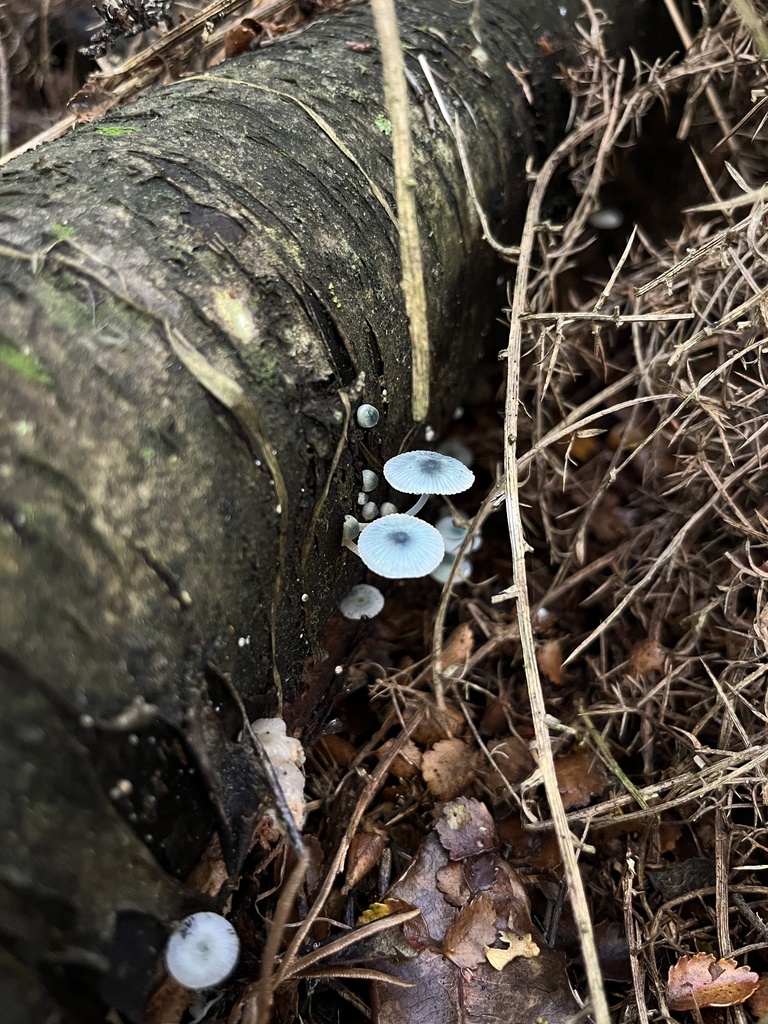 Mycena interrupta · April 2025 · photo: © daynawilliams (iNaturalist, cc-by)