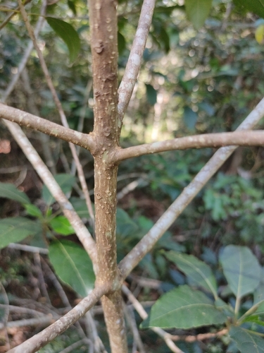 Image of Claoxylon tenerifolium by (c) Tony van Kampen, some rights reserved (CC BY)