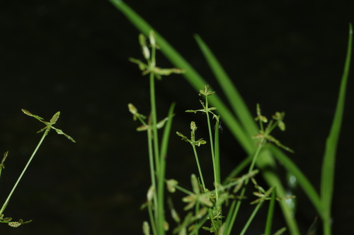 Image of Cyperus aquatilis by (c) Greg Tasney, some rights reserved (CC BY-SA)