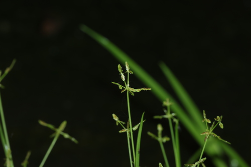 Image of Cyperus aquatilis by (c) Greg Tasney, some rights reserved (CC BY-SA)