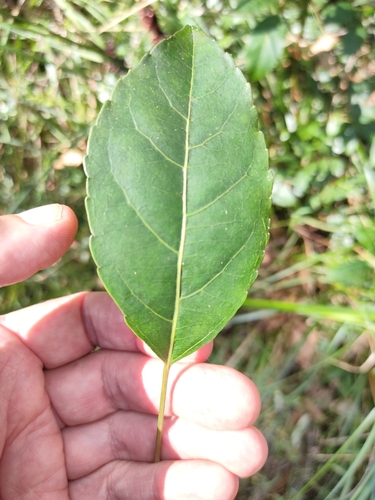 Image of Claoxylon tenerifolium by (c) Tony van Kampen, some rights reserved (CC BY)