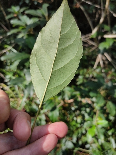Image of Claoxylon tenerifolium by (c) Tony van Kampen, some rights reserved (CC BY)