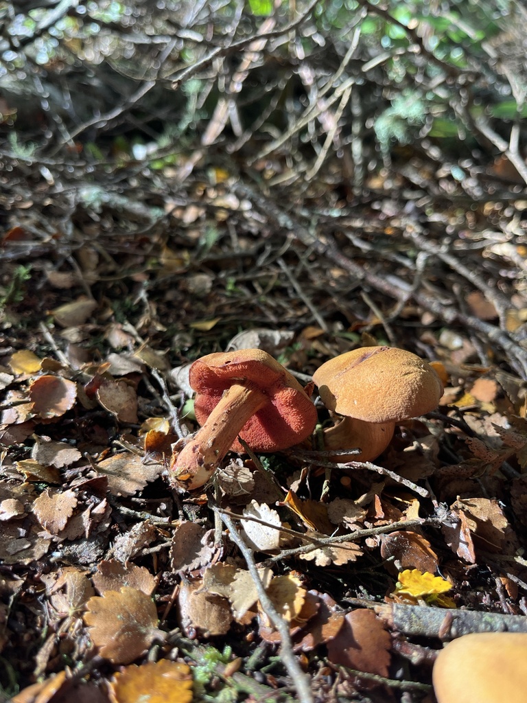 Chalciporus aurantiacus