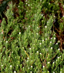 Symphyotrichum ciliatum