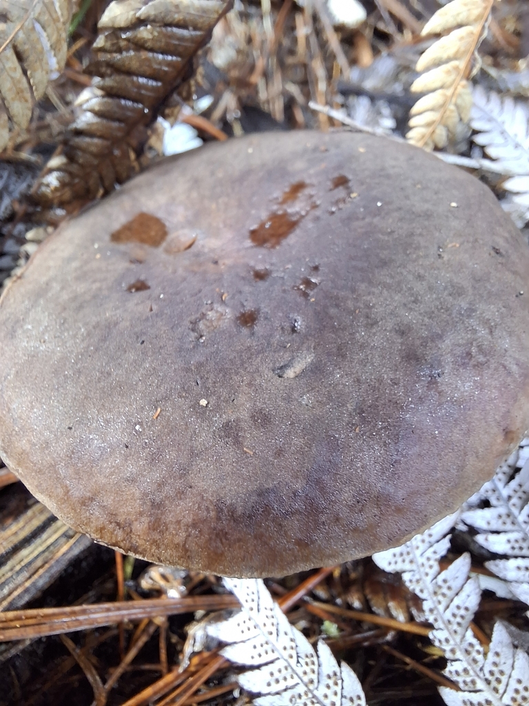 Tylopilus formosus · April 2025 · photo: © clianthus (iNaturalist, cc-by)