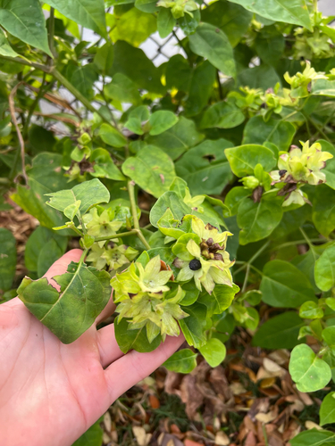 Mirabilis jalapa observed 2025-04-18