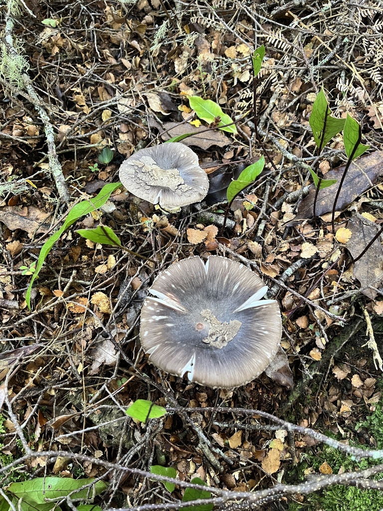 Amanita nothofagi · April 2025 · photo: © daynawilliams (iNaturalist, cc-by)