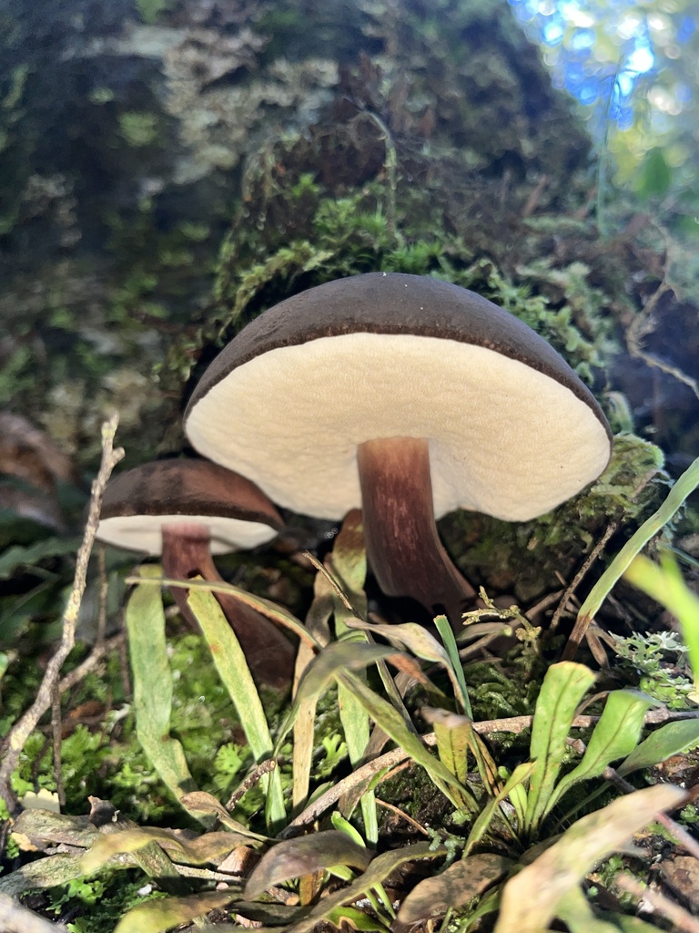 Tylopilus formosus · April 2025 · photo: © daynawilliams (iNaturalist, cc-by)