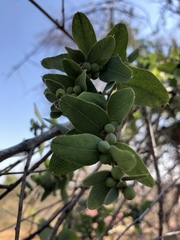 Cocculus hirsutus