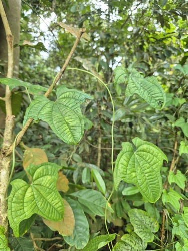 Image of Dioscorea sansibarensis by (c) Rainer Breitling, some rights reserved (CC BY)