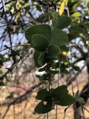 Cocculus hirsutus