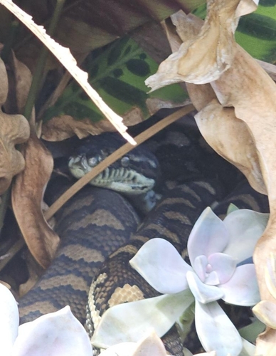 Coastal Carpet Python sighting
