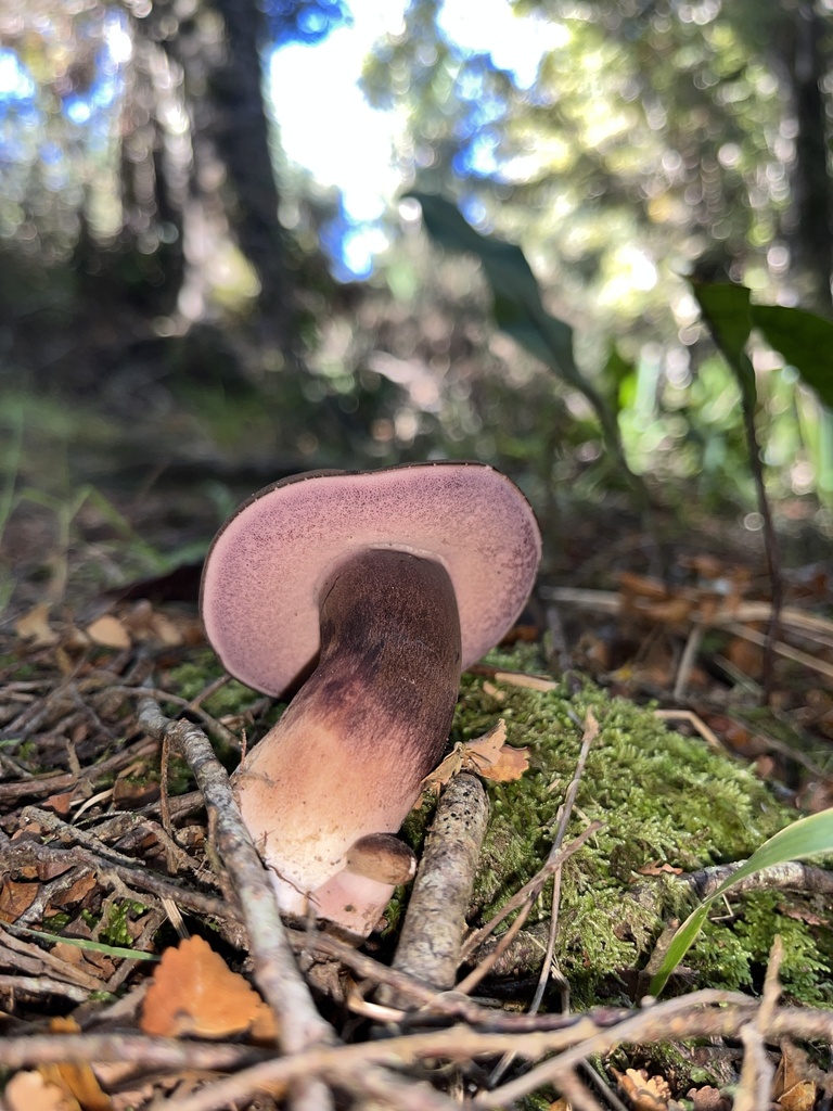 Tylopilus formosus · April 2025 · photo: © daynawilliams (iNaturalist, cc-by)