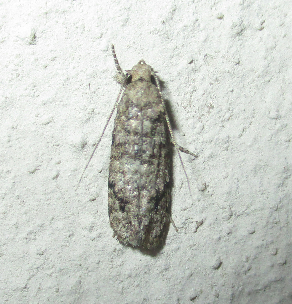 Moruthwane Insect Butterflies and Moths from Serowe Botswana on March 23, 2025 by ...