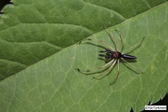 Lyssomanes temperatus