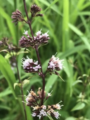 Mentha × piperita