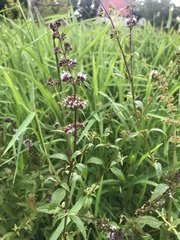 Mentha × piperita